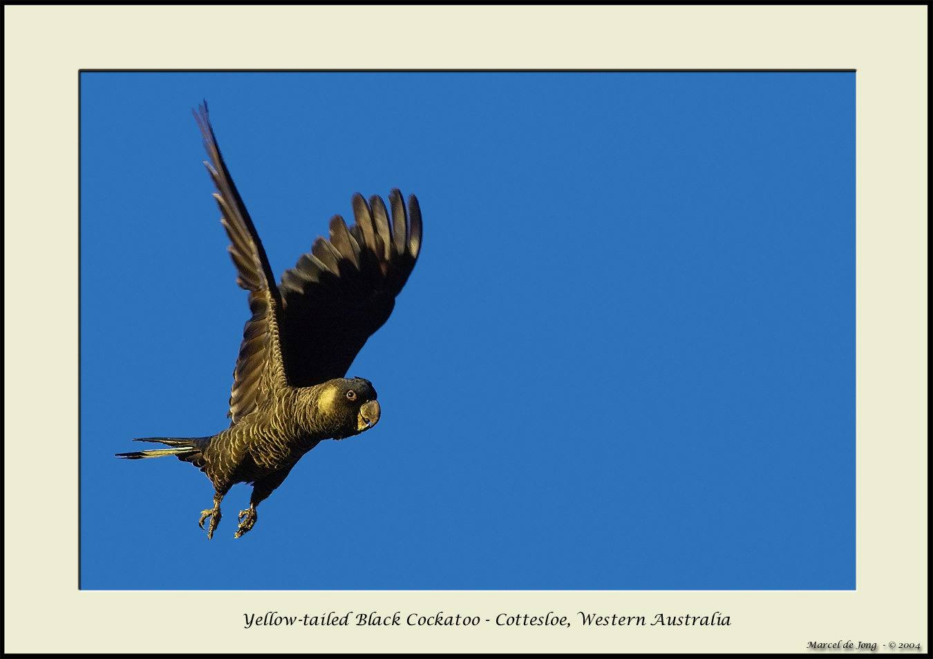 cockatoo.jpg