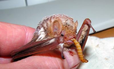 Red Bat eating.