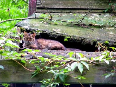 The Jersey Devils Cat.