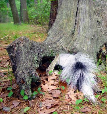 Hollow tree equals happy skunk.