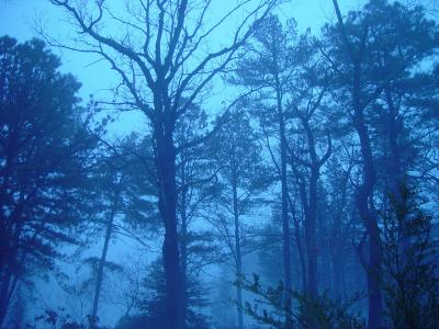 Fog and trees.