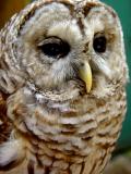 Barred Owl named Squam