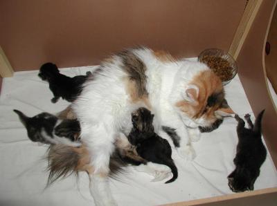 Mom Siiri is busy, the kittens are moving around!