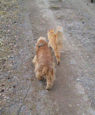 Marching with Sofi, the dog friend.