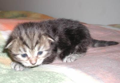 Black classic tabby boy Perttu