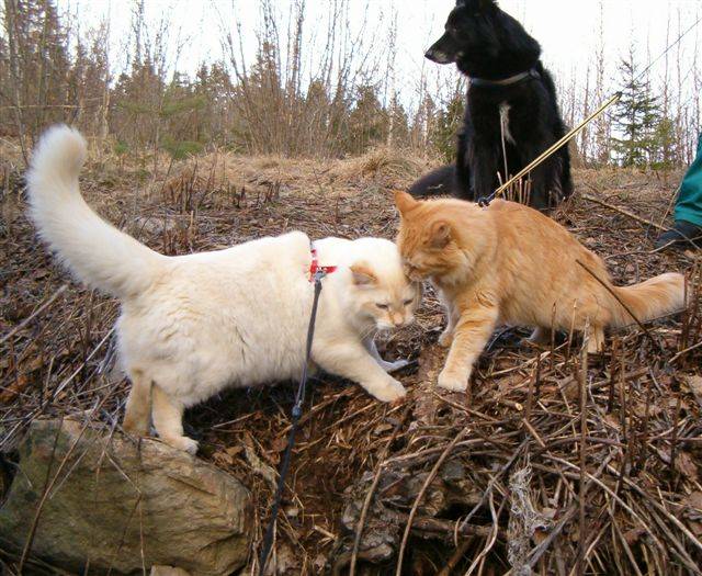 Mom Linda and Putte, Merri watching ...