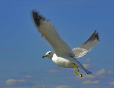 Gull in Flight1