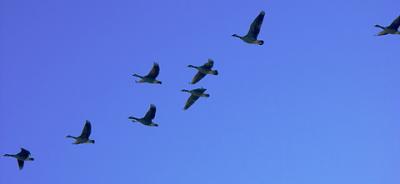 Geese in the Air