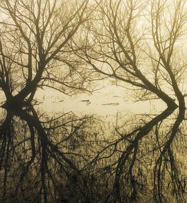 Trees in Water