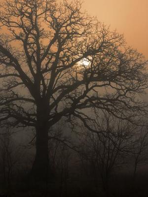 Old Tree in the Mist