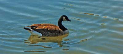 Swimming Goose