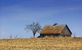 Lone Barn & Tree