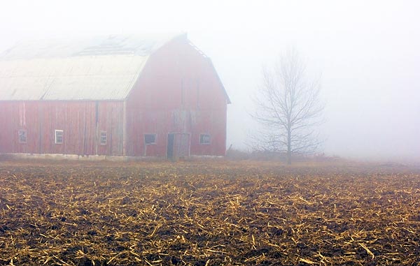 Barn & Tree in Mist