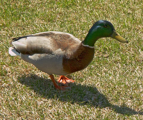 Pigeon-Toed Duck