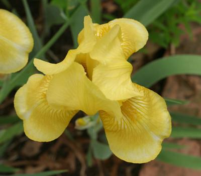 Iris