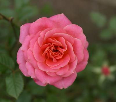Pink Antique Rose