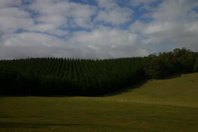 Tree plantation (see the rows?)