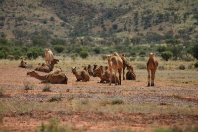 Camels!