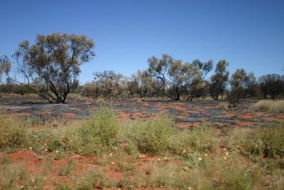 Brush fire area