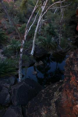 In the Garden of Eden at Kings Canyon