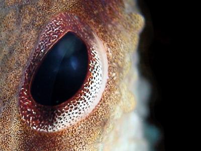 Octopus vulgaris