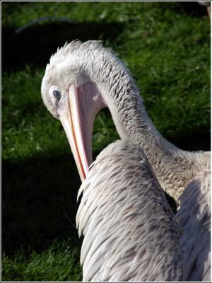 Pelican