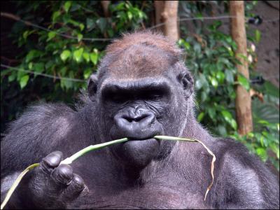 Gorilla