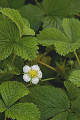 Strawberry Blossom.jpg