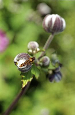 Anemone du Japon : Fly and Floral Buds