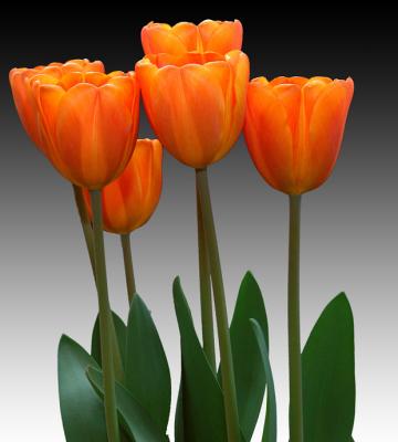 Orange Tulips