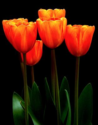 Orange Tulips