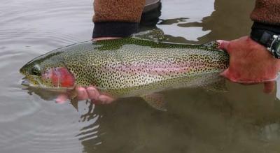 A nice trout.