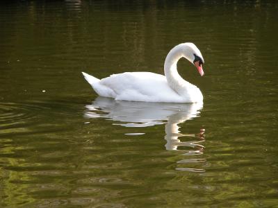 St. James's Park