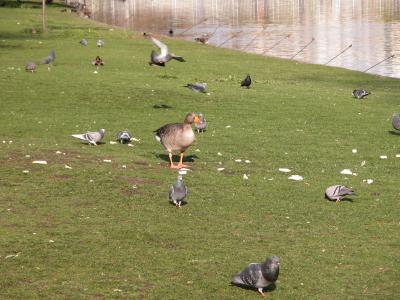 St. James's Park