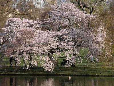St. James's Park