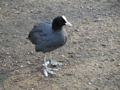 St. James's Park