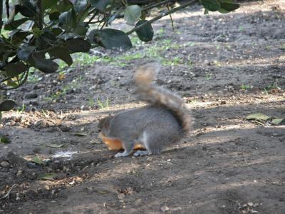 St. James's Park