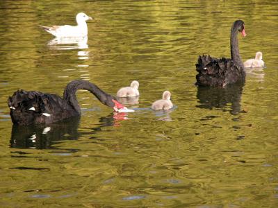 St. James's Park