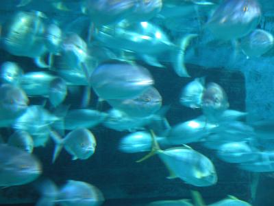 London Aquarium