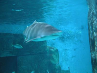 London Aquarium