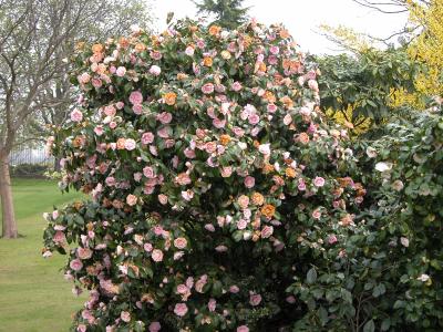 Kensington Palace Garden