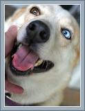 Sanfords Dog