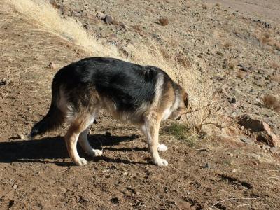I have no idea what this dog was called, but he/she/it accompanied us on our afternoon walk to see the petroglyphs. It spent the rest of the week trying to eat our legs.