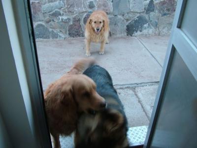 The dogs in their daily bread-thieving frenzy.