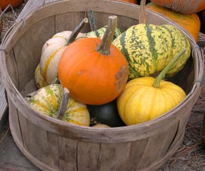 Bucket o' Pumpkins