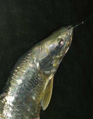 duane-60lb-tarpon-closeup-04-16-04.jpg