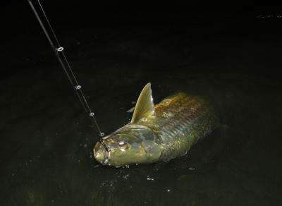 duane-60lb-tarpon-closeup-2-04-16-04.jpg