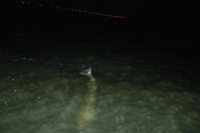 brian 70lb tarpon 4 04-23-04.jpg