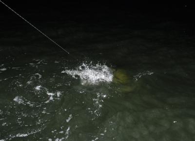 brian 70lb tarpon 5 04-23-04.jpg