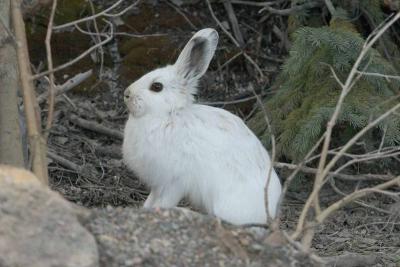 CRW_4561 snowshoe rabbit.jpg